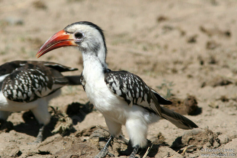 Northern Red-billed Hornbilladult