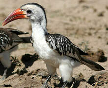 Northern Red-billed Hornbill