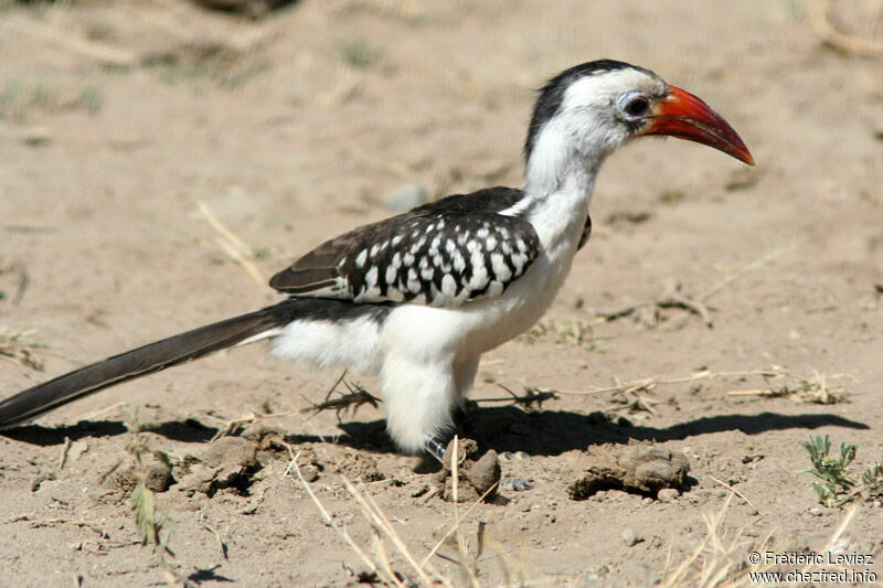 Northern Red-billed Hornbilladult