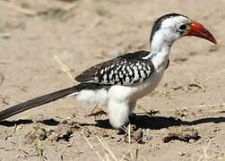 Northern Red-billed Hornbill