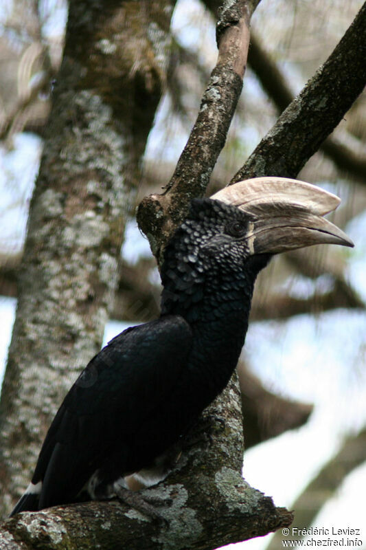 Silvery-cheeked Hornbill male adult