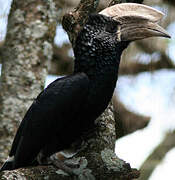 Silvery-cheeked Hornbill