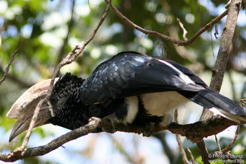 Silvery-cheeked Hornbill male adult