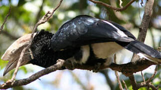 Silvery-cheeked Hornbill