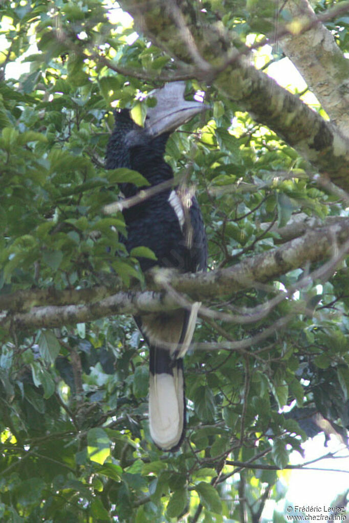 Black-and-white-casqued Hornbill male adult