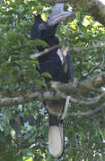 Black-and-white-casqued Hornbill