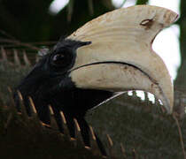 Black Hornbill