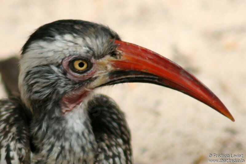 Southern Red-billed Hornbilladult