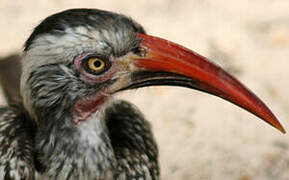 Southern Red-billed Hornbill