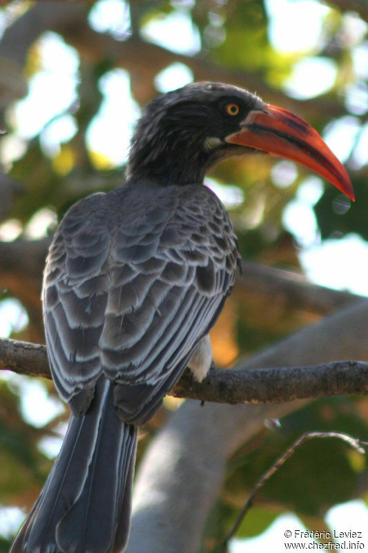 Bradfield's Hornbilladult