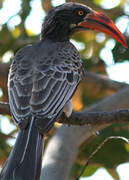 Bradfield's Hornbill