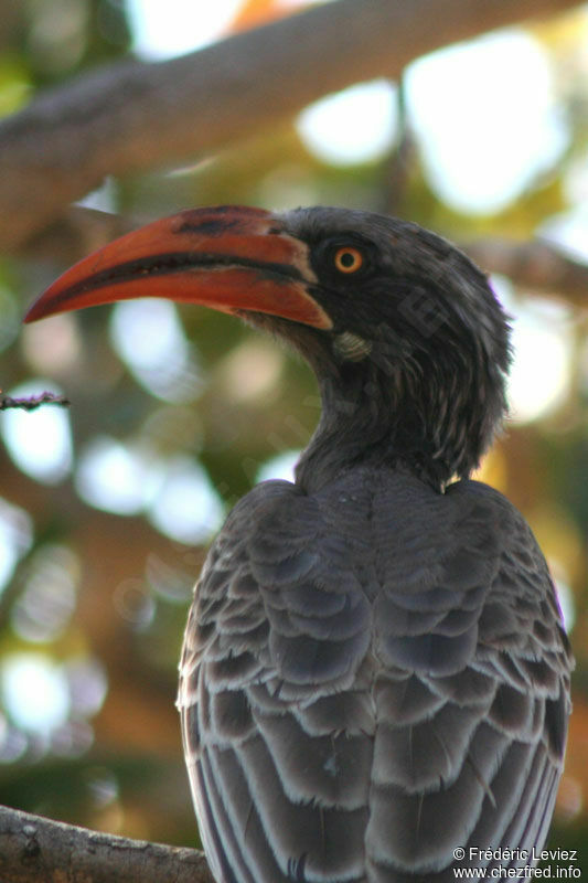 Bradfield's Hornbilladult