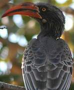 Bradfield's Hornbill