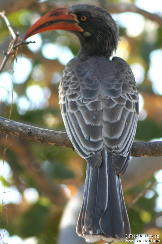 Bradfield's Hornbilladult