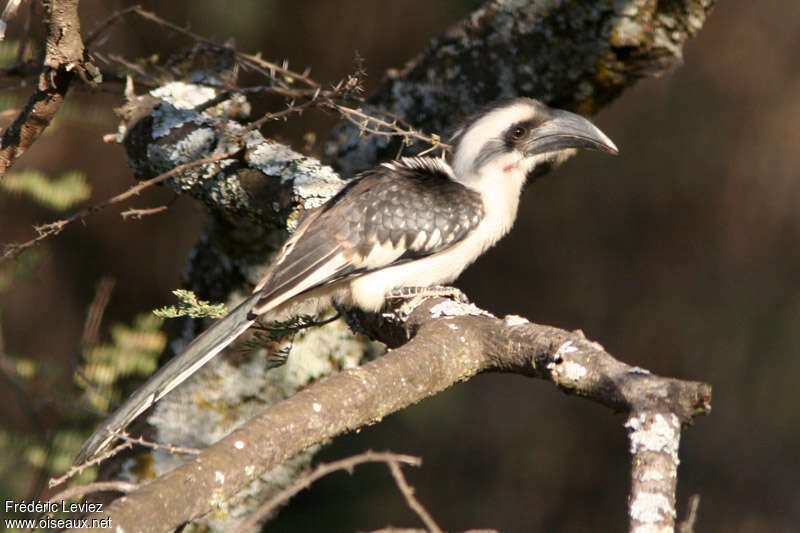 Von der Decken's Hornbillimmature, identification