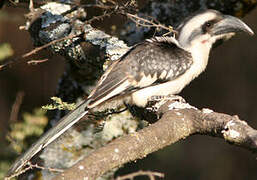 Von der Decken's Hornbill