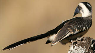 Von der Decken's Hornbill