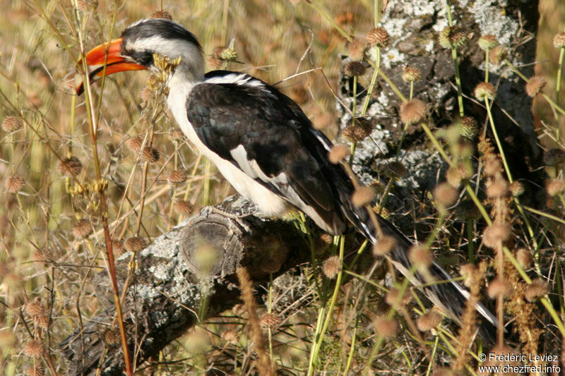 Von der Decken's Hornbill male adult