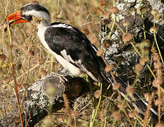 Von der Decken's Hornbill