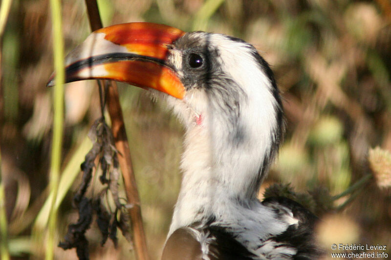 Von der Decken's Hornbill male adult