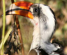 Von der Decken's Hornbill