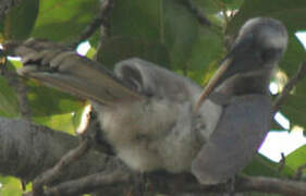 Indian Grey Hornbill