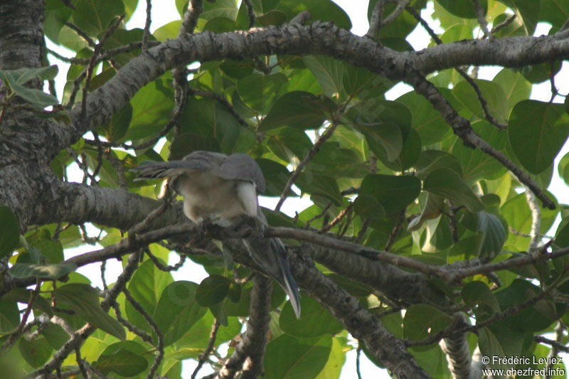 Indian Grey Hornbill