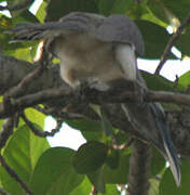 Indian Grey Hornbill