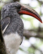 Hemprich's Hornbill