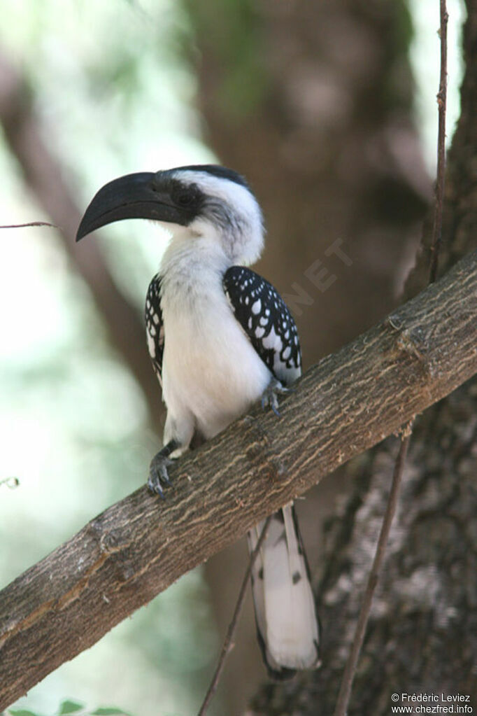 Jackson's Hornbill female adult, identification