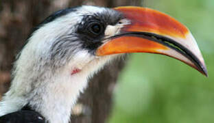 Jackson's Hornbill