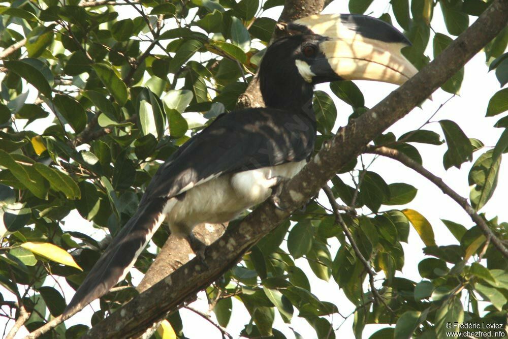 Calao de Malabar, identification