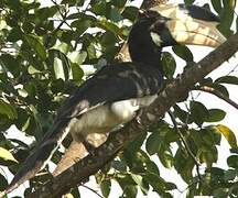 Malabar Pied Hornbill