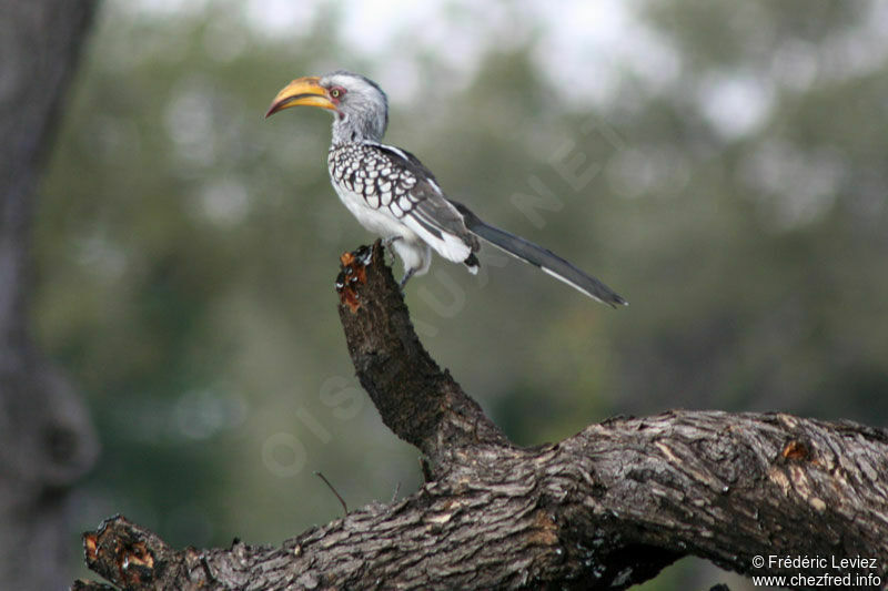 Calao leucomèle mâle adulte, identification