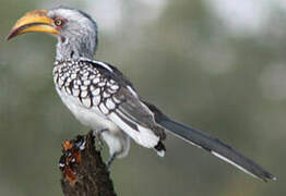 Southern Yellow-billed Hornbill