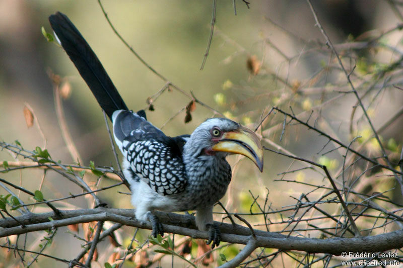 Calao leucomèleadulte