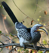 Southern Yellow-billed Hornbill