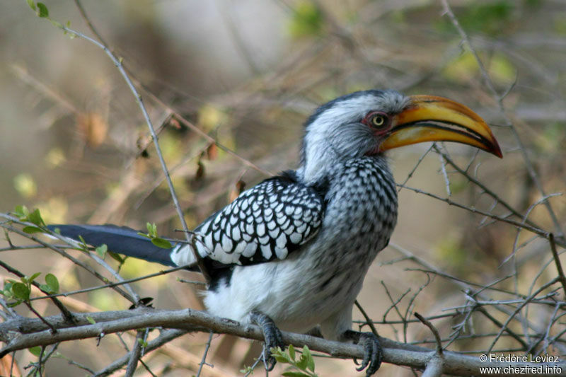 Southern Yellow-billed Hornbilladult