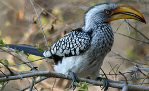 Southern Yellow-billed Hornbill