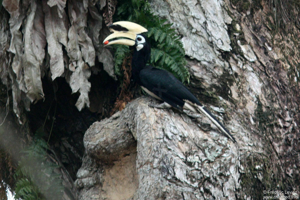 Oriental Pied Hornbill, identification, Reproduction-nesting