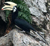 Oriental Pied Hornbill