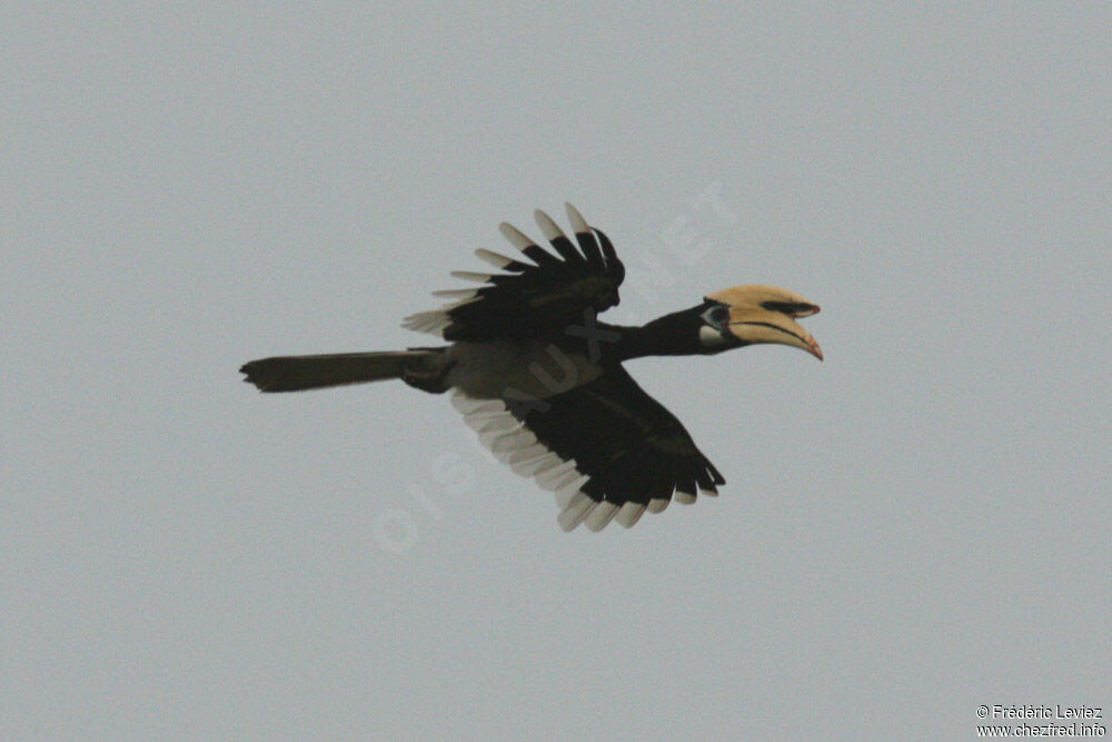 Oriental Pied Hornbill male adult, Flight