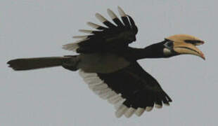 Oriental Pied Hornbill