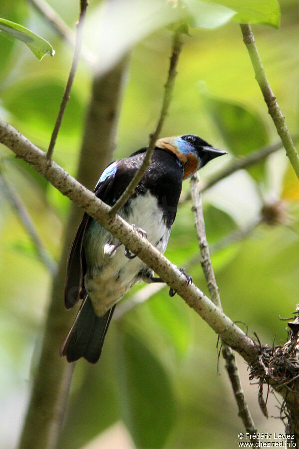 Golden-hooded Tanageradult, identification