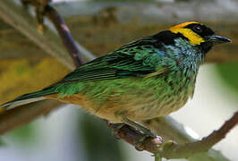 Saffron-crowned Tanager