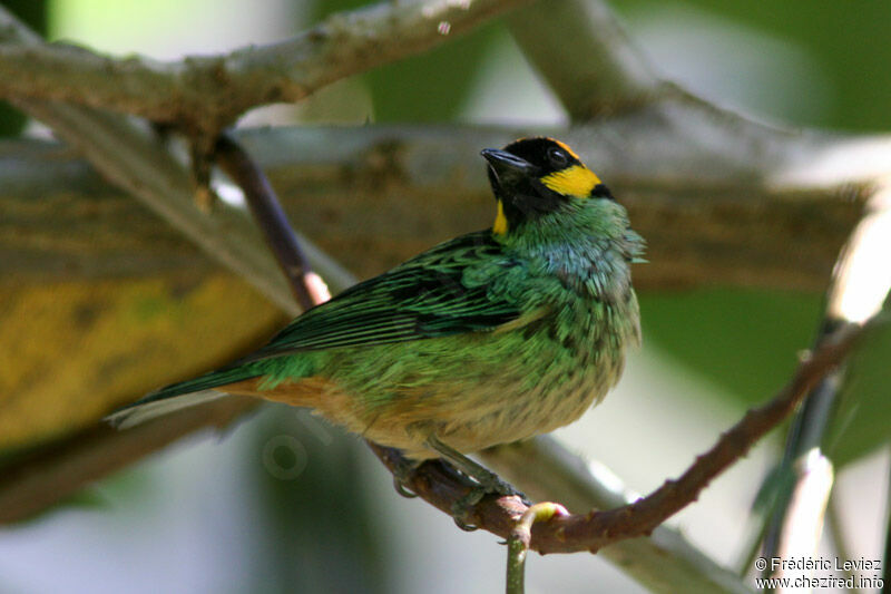 Saffron-crowned Tanageradult