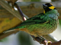 Saffron-crowned Tanager