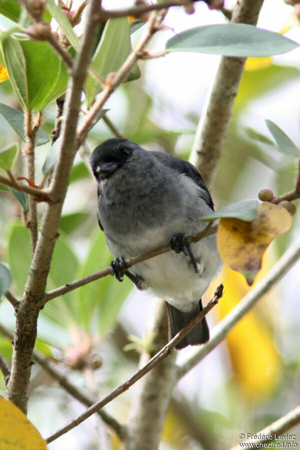 Calliste grisadulte, identification