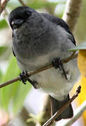 Plain-colored Tanager