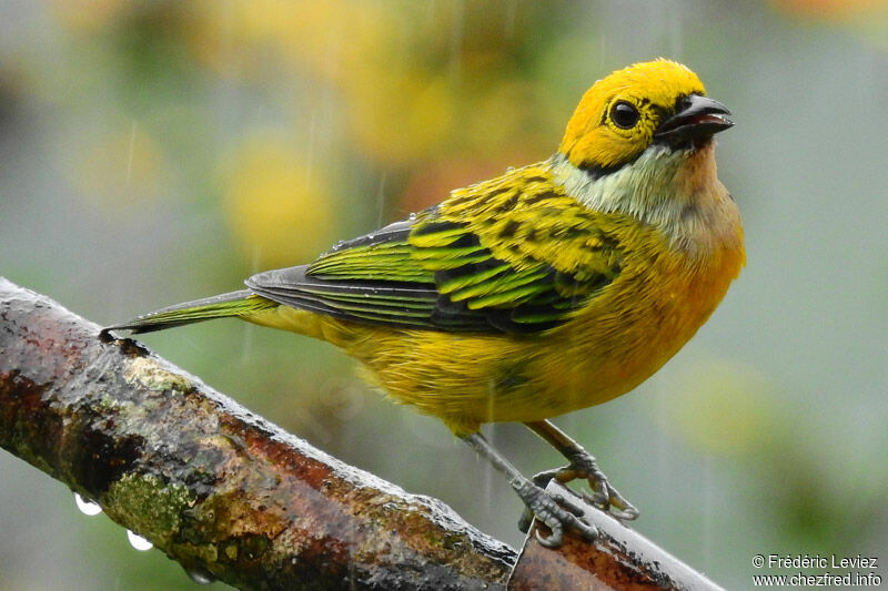 Silver-throated Tanageradult, identification